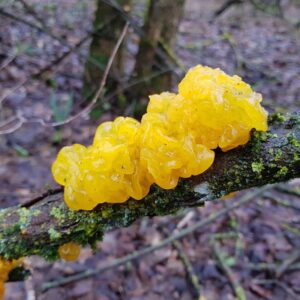 Tremella mesenterica