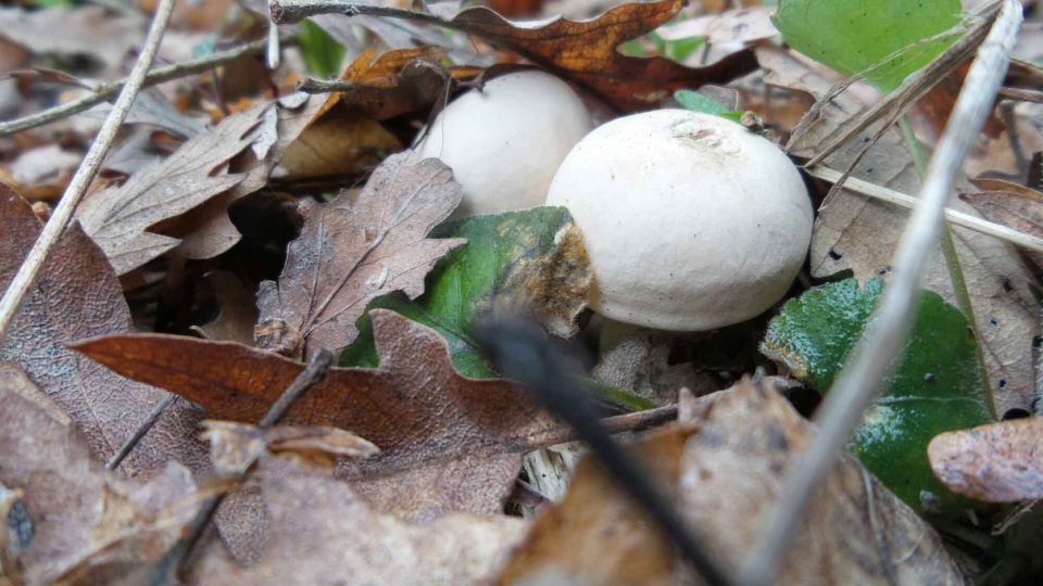 Calocybe gambosa