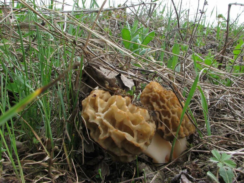 Morchella esculenta