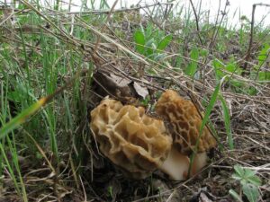 Morchella esculenta