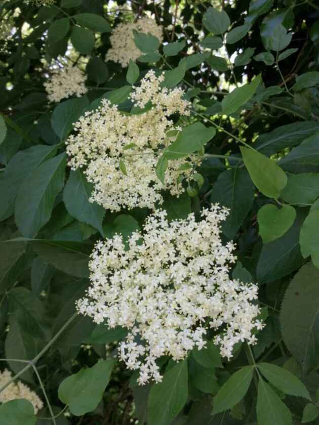 Fiori di sambuco