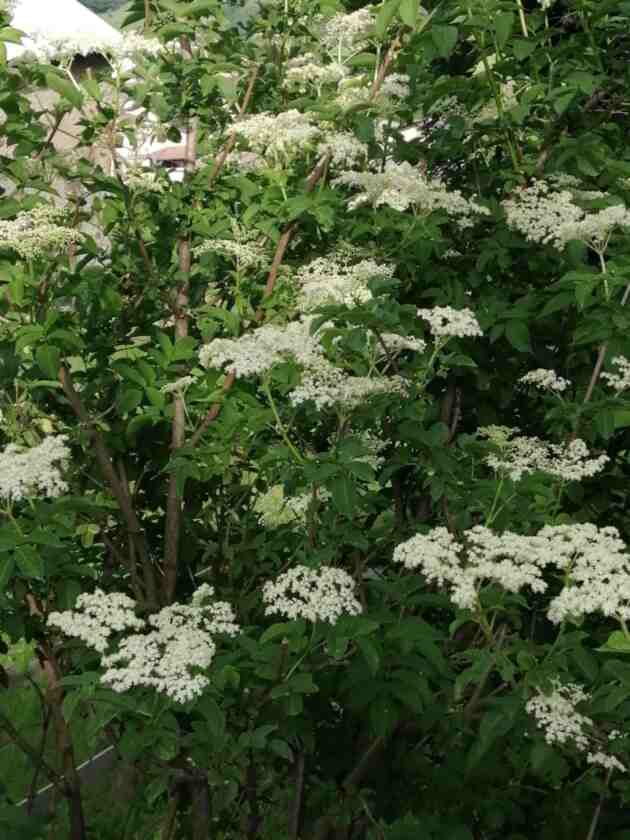 Il sambuco in fiore