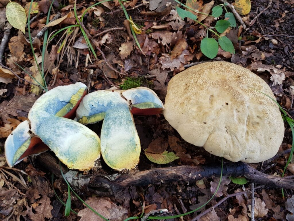 Rubroboletus satanas