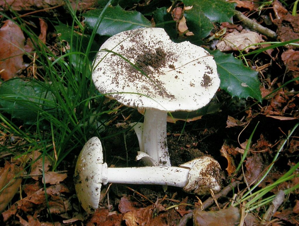 Amanita verna