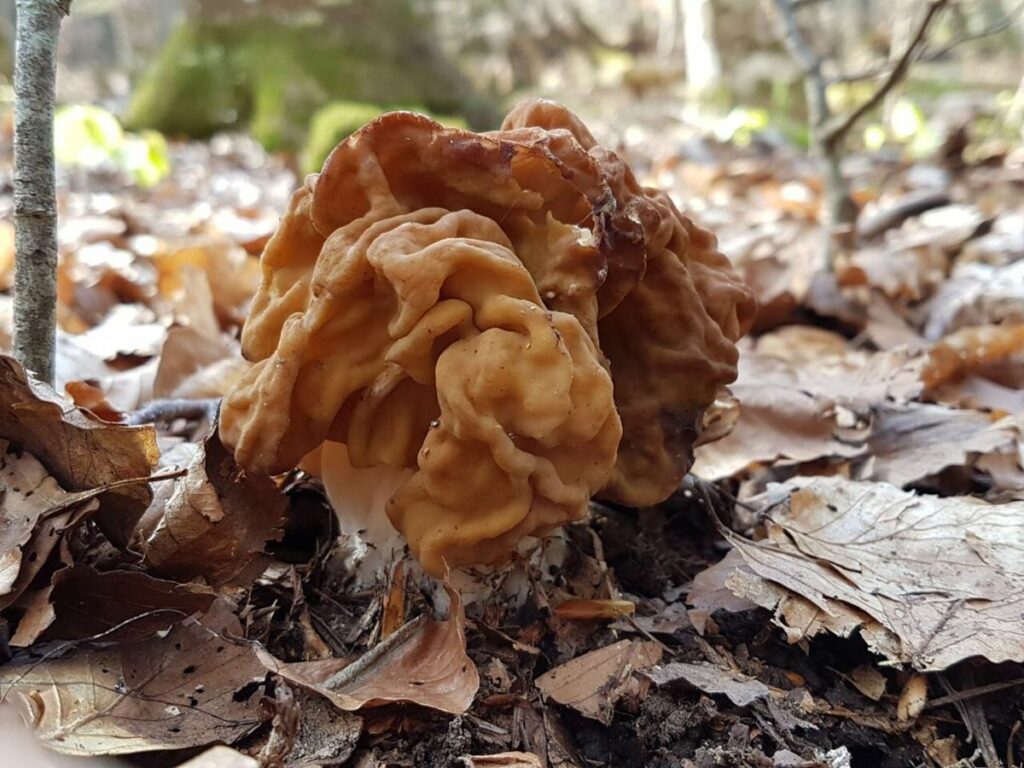 Gyromitra gigas