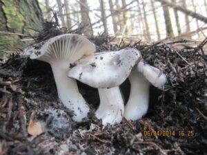 Hygrophorus marzuolus