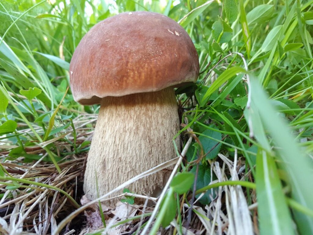 Boletus aestivalis