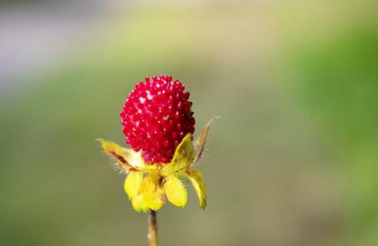 Falsa Fragola (da dissapore.com)